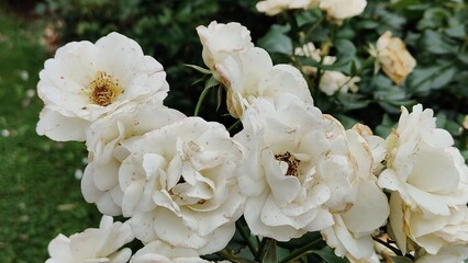 white flowers in the garden