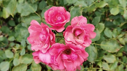 The photo shows a rose flower.