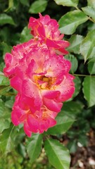 Obraz premium pink rose in the garden