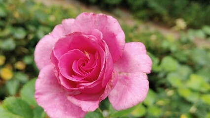 pink rose in garden