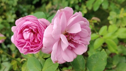 The photo shows a rose flower.