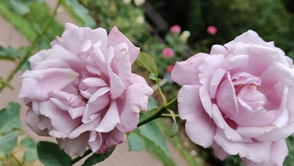Obraz premium in the photo, the rose variety Mainzer Fastnacht is also known as Blue Monday