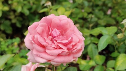 in the photo is a Cinderella rose