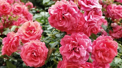 in the photo pink roses