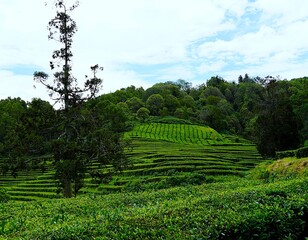 Panoramic view over the green tea fields of the Chá Gorreana tea plantation on Sao Miguel, the...