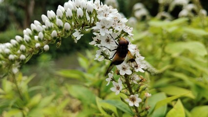 The photo shows a bee collecting nectar from a Buddleia davidii flower.