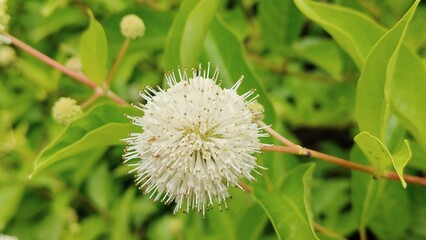in the photo the flower is western cephalanthus