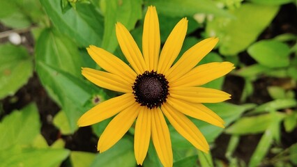 in the photo rudbeckia or echinacea