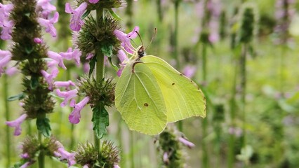 in the photo there is a common motherwort with a butterfly sitting on it