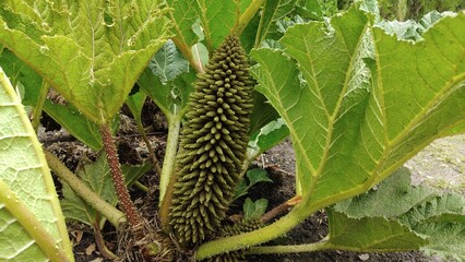 Well photo Acropora Coral. Deerhorn. Also known as staghorn.