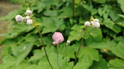Obraz premium The photo shows the gray dicotyledon, known as the skeleton flower.