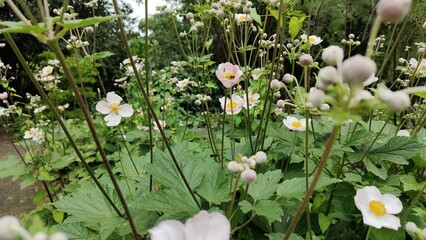 in the photo a Japanese anemone with a bumblebee sitting on it
