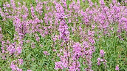 The photo shows willowherb, also known as weeping willowherb.