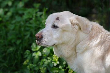 Senior Labrador retriever dog 15 years old
