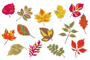 Collection of colorful autumn leaves showcasing nature's vibrant palette throughout the season of change
