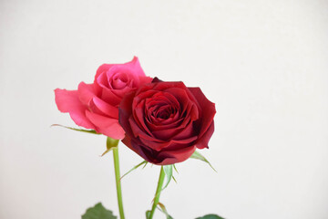 赤とピンクのばら