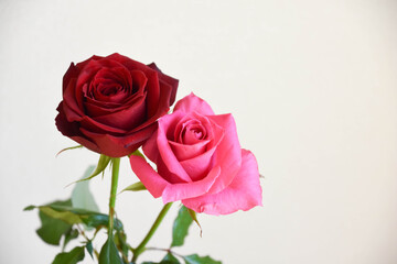 赤とピンクのばら