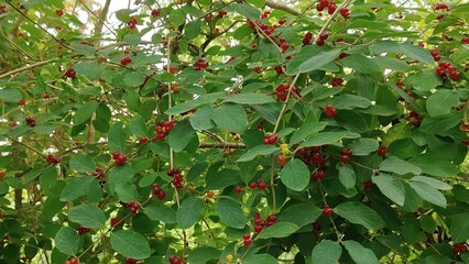 In the photo, the berry is true honeysuckle, also known as common honeysuckle.