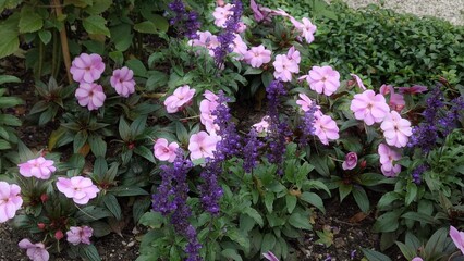 The photo shows sage, which is the most numerous genus of plants in the Lamiaceae family.
