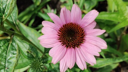 Obraz premium The photo shows purple echinacea.