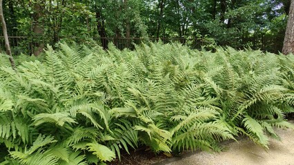 green fern in the garden
