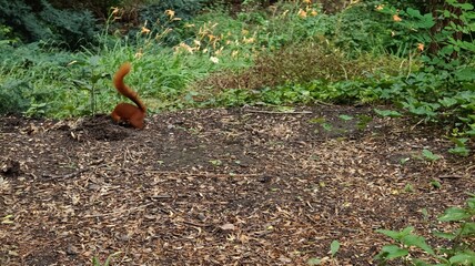 squirrel on the ground
