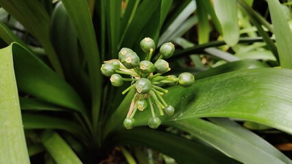 Obraz premium In the photo, jasmine sambac.