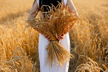 girl in white dress on wheat field. girl holds bouquet of wheat ears behind her back, field before...