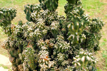 Big green prickly cactus with long thorns in nature botanical garden. Selection, preservation of...