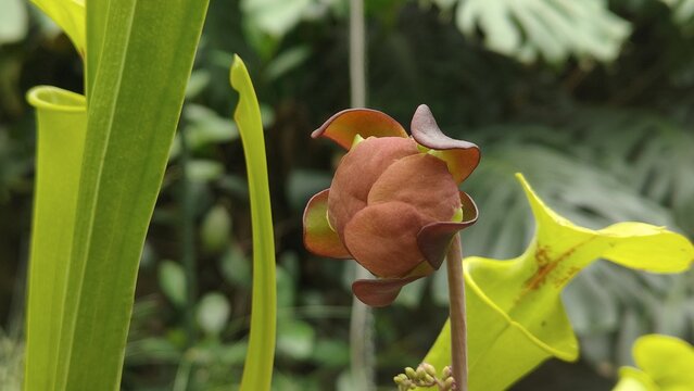 Pictured is Sphaerocorine lefevreii. Also known as rumdul in Cambodia and lamduan in Thailand.