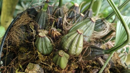 in the photo a plant of the genus Stangopeia or Dendrobium