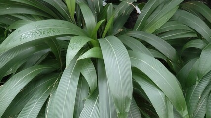 close up of a plant