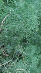 in the photo, medicinal asparagus is known as asparagus or asparagus