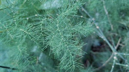 in the photo, medicinal asparagus is known as asparagus or asparagus