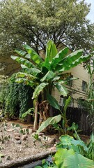 palm tree in the garden