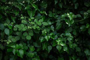 Green leaves pattern seamless dramatic background. green leaves texture foliage s
