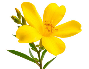  Single Sendum Flower with Elongated Petals, Side View Close-Up, isolated on transparent background