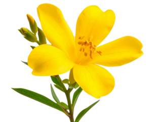  Single Sendum Flower with Elongated Petals, Side View Close-Up, isolated on transparent background