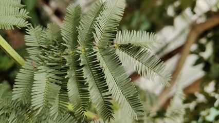 close up of fern leaf