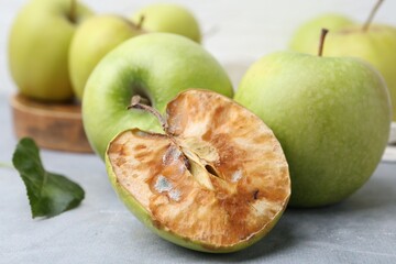 Spoiled apple and good ones on grey table, closeup