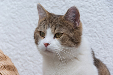 Porträt einer hübschen Hauskatze