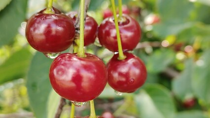 red cherries on the tree