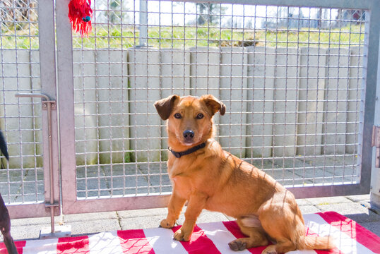 Mischlingshund wartet im Tierheim auf sein neues Zuhause