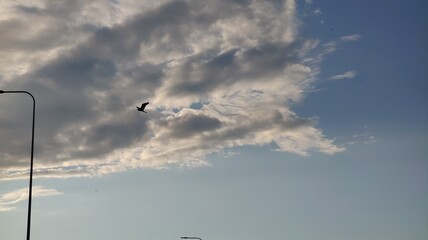 seagull flying in the sky