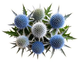 Top-Down Flat Lay of Sea Holly Bouquet in Cool Tones, isolated PNG.Transparent the background.