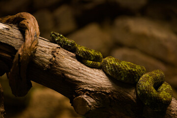 Birds, mammals and reptiles in zoo