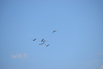 birds in the sky
