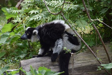 black and white lemur