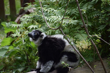 ring tailed lemur