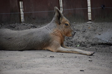 The picture shows a Patagonian mara.